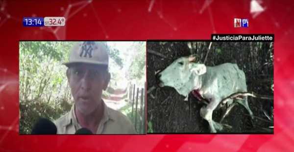 San Pedro: Pobladores aseguran que tigre suelto ataca a ganados | Noticias Paraguay