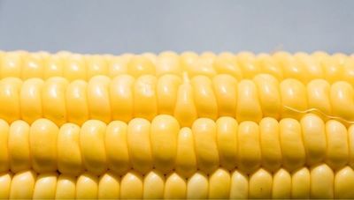 Atraso de la siembra y pocas lluvias podrían incidir en la merma de la producción del maíz