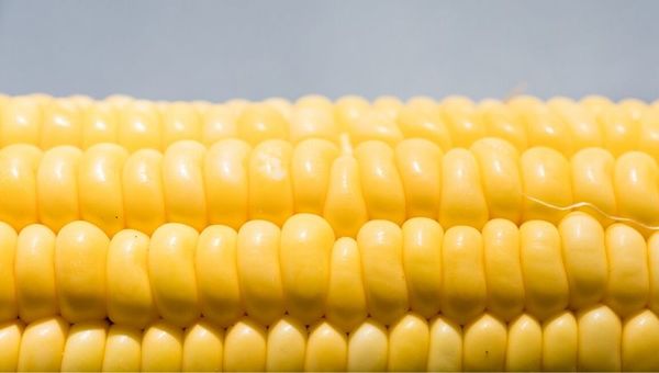 Atraso de la siembra y pocas lluvias podrían incidir en la merma de la producción del maíz