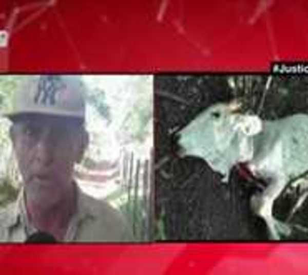 San Pedro: Pobladores aseguran que tigre suelto ataca a ganados - Paraguay.com