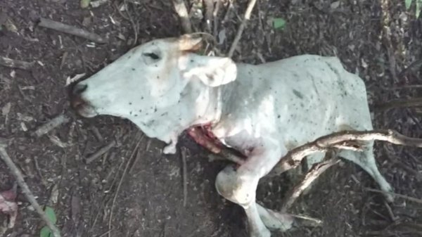 Le tienen más miedo a un jaguarete que al virus | Crónica