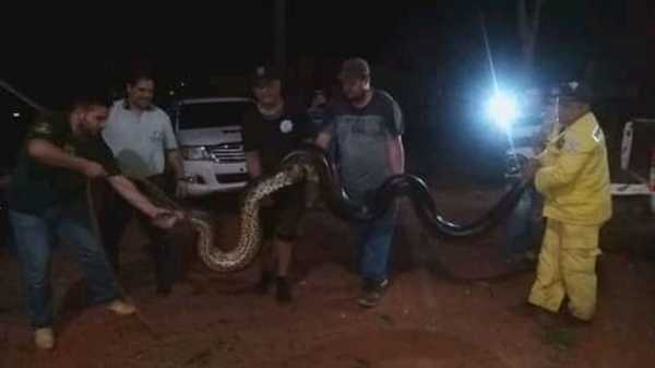 Rescatan a curiyú de casi 200 kilos en San Pedro