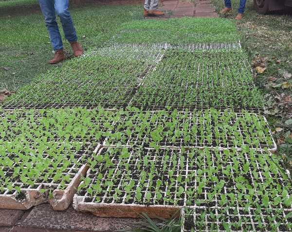Productores de Santa Rosa del Aguaray reciben cinco mil plantines de hortalizas - .::RADIO NACIONAL::.