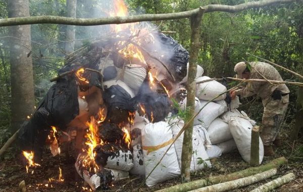 SENAD eliminó más de 8,6 toneladas de marihuana en campamentos de Alto Paraná