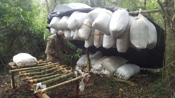 HOY / Senad halló 3 campamentos narcos y eliminó 8 toneladas de marihuana en Alto Paraná