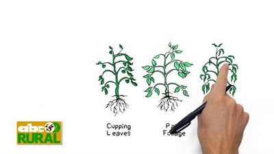 ABC Rural Programa 27: Utilización de bioestimulantes en horticultura - ABC Rural - ABC Color