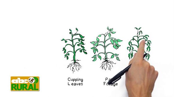 ABC Rural Programa 27: Utilización de bioestimulantes en horticultura - ABC Rural - ABC Color