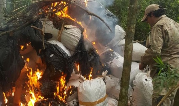 Eliminan casi 9 Toneladas de marihuana en Alto Paraná