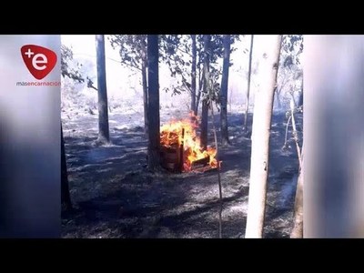 QUEMAN UNAS 10 HECTÁREAS DE EUCALIPTO EN CARMEN DEL PARANÁ