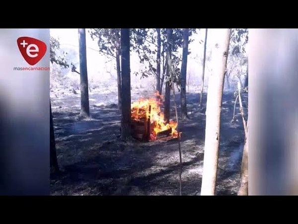 QUEMAN UNAS 10 HECTÁREAS DE EUCALIPTO EN CARMEN DEL PARANÁ