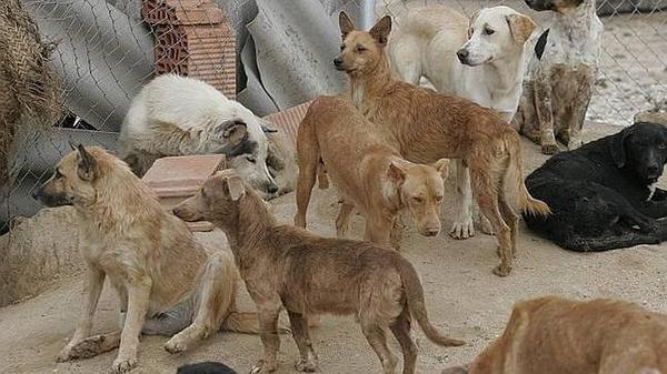 Piden a la ciudadanía ayuda para la ‘olla popular’ para peluditos » Ñanduti