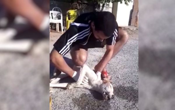 Su amor por los animales lo llevó a salvar la vida de un perro callejero