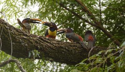 ITAIPU conmemora el Día de la Biodiversidad, comprometida con el cuidado de las especies de sus áreas protegidas