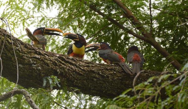 ITAIPU conmemora el Día de la Biodiversidad, comprometida con el cuidado de las especies de sus áreas protegidas
