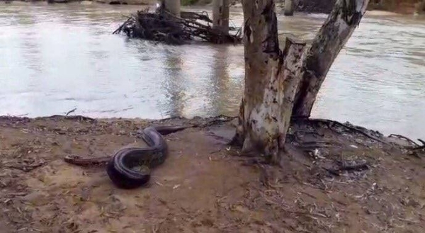 HOY / Mbói jagua (en peligro de extinción) de seis metros fue  rescatado y devuelto al río