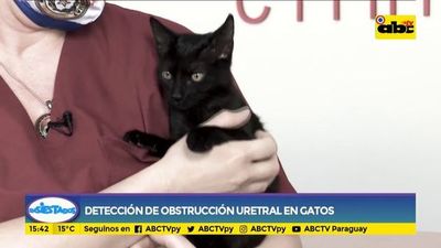 Cómo detectar una obstrucción uretral en tu gato - Ensiestados - ABC Color
