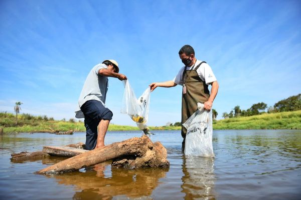 Itaipú entregó más de 900 kg de peces a comunidades indígenas