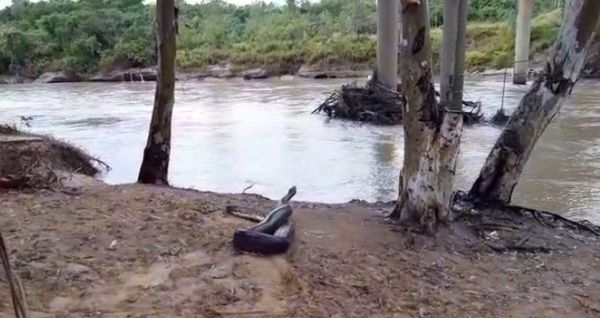 Tremendo mbói jagua fue rescatado y devuelto a su hábitat