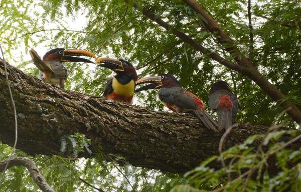 Itaipú conmemora el Día de la Biodiversidad