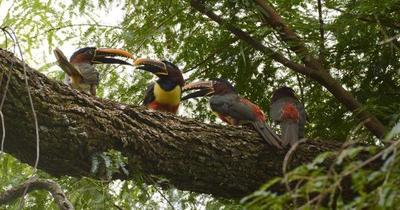 Itaipú conmemora el Día de la Biodiversidad