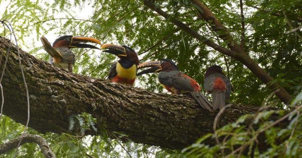 Itaipú conmemora el Día de la Biodiversidad