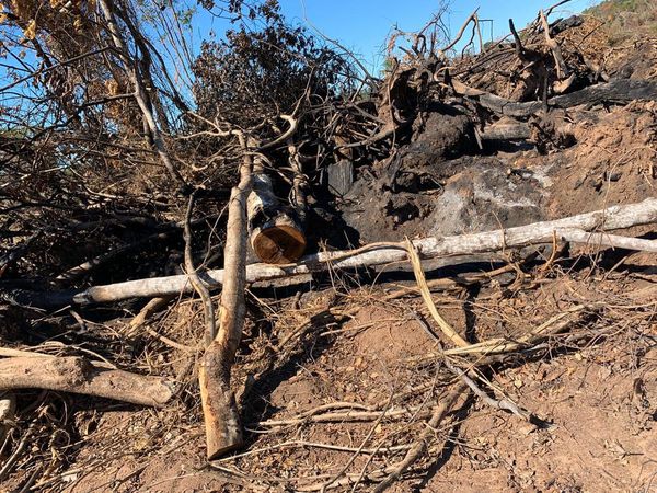 Imputan a jefe departamental del Infona por desmonte irregular