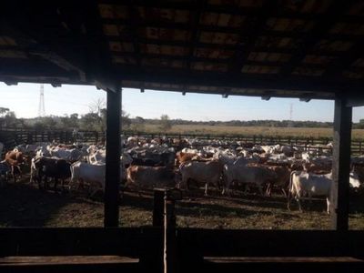 Un capataz detenido y más de 70 ganados recuperados en Itapúa