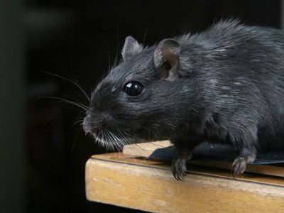 Los ratones se aprovecharon de los humanos para conquistar el mundo
