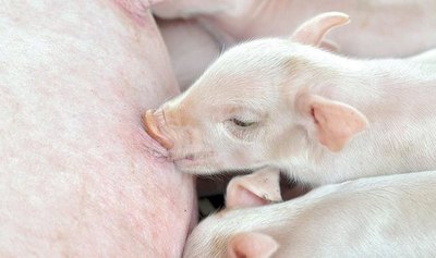 Extraño kure’i “Co-pig”, con tres ojos y dos akã | Crónica
