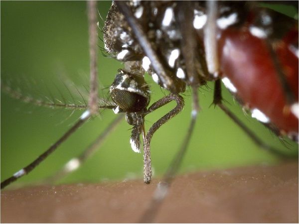 Pese al descenso, casos de dengue persisten en el país