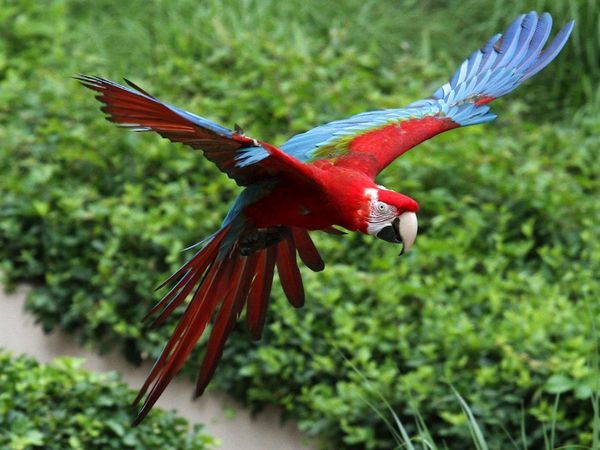 El duro camino para la vuelta del guacamayo rojo a Argentina