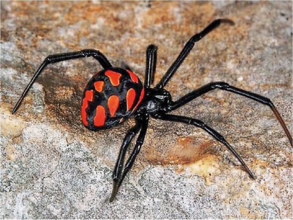 Quisieron ser el Hombre Araña y se dejaron picar por una viuda negra