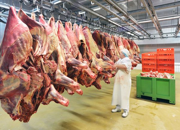 Autorizan vuelo comercial de rabinos para la faena kosher, que llegará este lunes