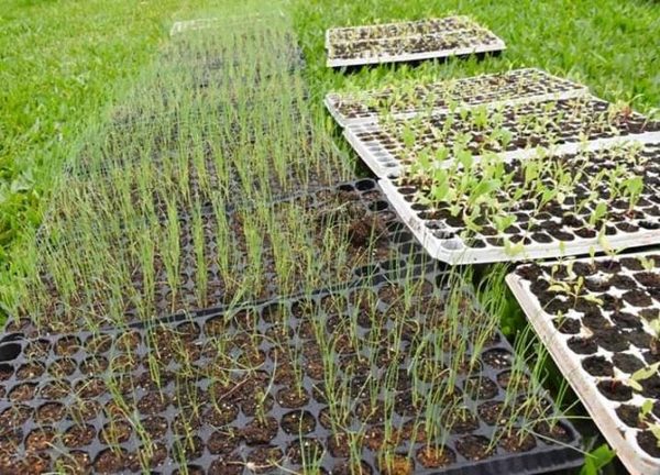 GOBERNACIÓN ENTREGA PLANTINES PARA HUERTAS