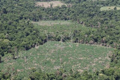 La maldición del Bosque Atlántico en Paraguay