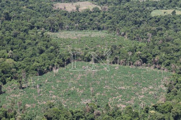 La maldición del Bosque Atlántico en Paraguay
