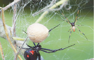 Se dejaron picar por una viuda negra para ser Hombre Araña | Crónica
