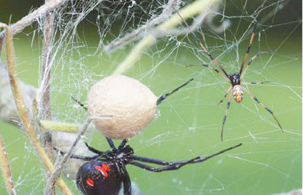 Se dejaron picar por una viuda negra para ser Hombre Araña | Crónica