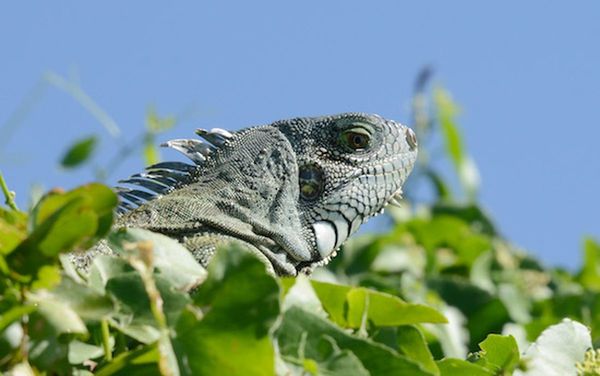 Hombre en EEUU hace mascarillas con piel de iguanas y serpientes pitón