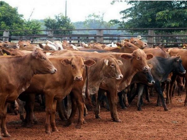 Por sequía, el Chaco lidera en un 70% el traslado de bovinos