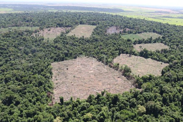 Así se deforesta el Bosque Atlántico del Alto Paraná