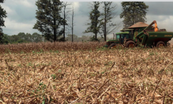 » Clima actual es favorable para el desarrollo de granos de la temporada