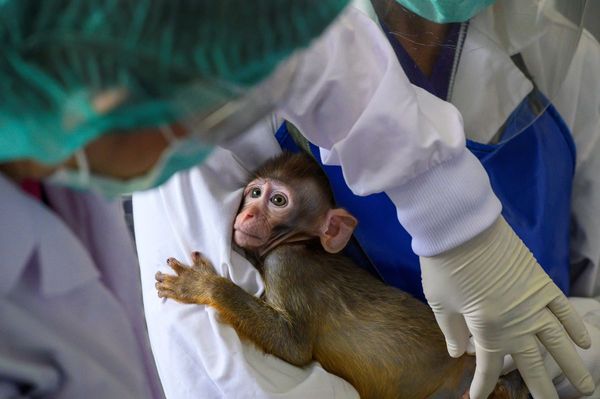 Tailandia entra en la carrera por vacunas contra el coronavirus