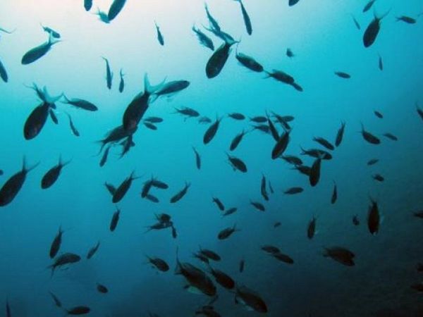 Especies marinas huyen más rápido que las terrestres del calentamiento