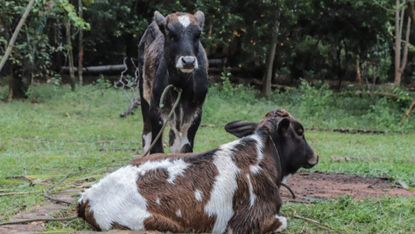 PARAGUAY Y LA FAO EJECUTARÁN DOS IMPORTANTES PROYECTOS EN EL ÁREA PECUARIA