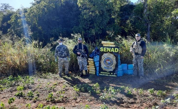 HOY / Reserva Morombí: Senad incautó 1,4 toneladas de marihuana