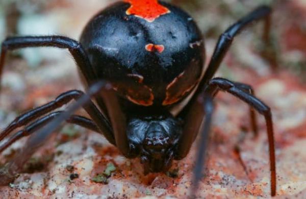 Tres hermanos se dejaron picar por una viuda negra porque querían convertirse en Spider-man - SNT