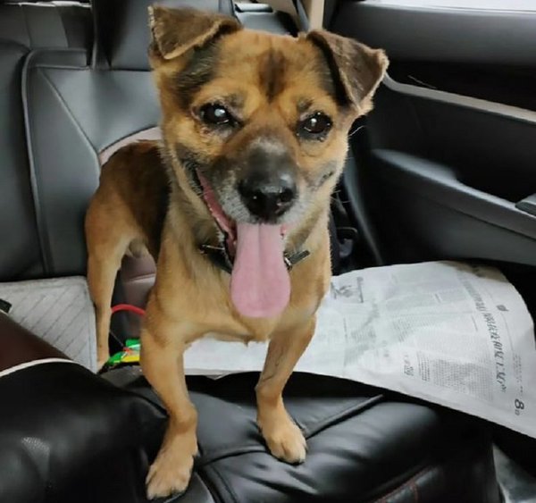 Perro aguardó a su dueño tres meses en hospital hasta que murió por covid-19 | Noticias Paraguay