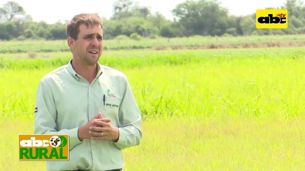 Opciones y variedades de pasturas para el Chaco - ABC Rural - ABC Color
