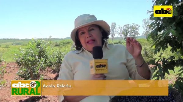 Desarrollo del arándano como fruto comercial - ABC Rural - ABC Color